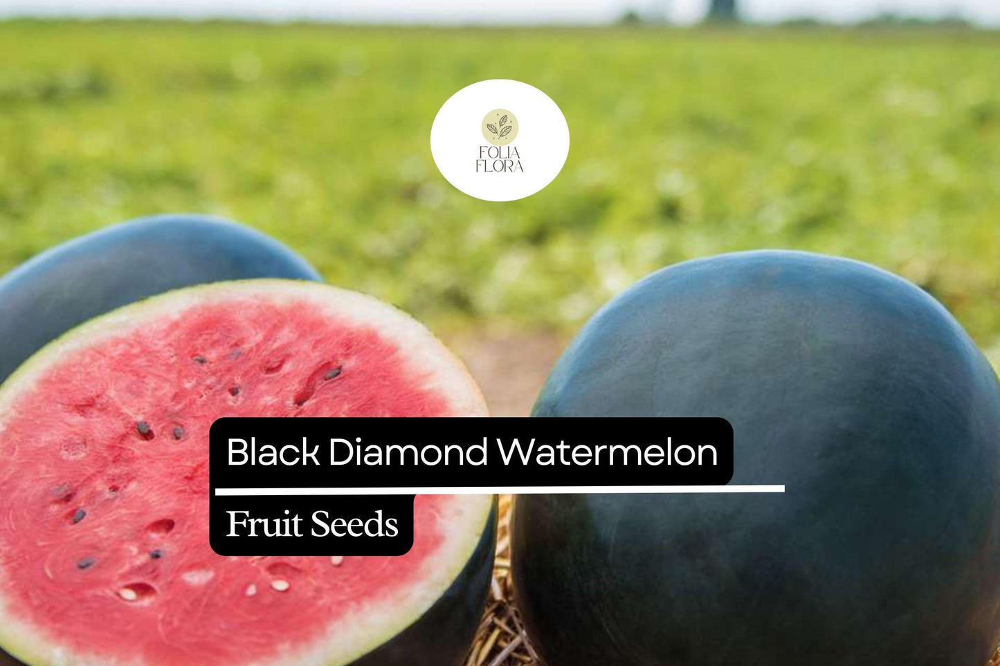 10 Seeds Black Diamond Watermelon (Citrullus lanatus) – Sweet, Large, and Juicy Melons