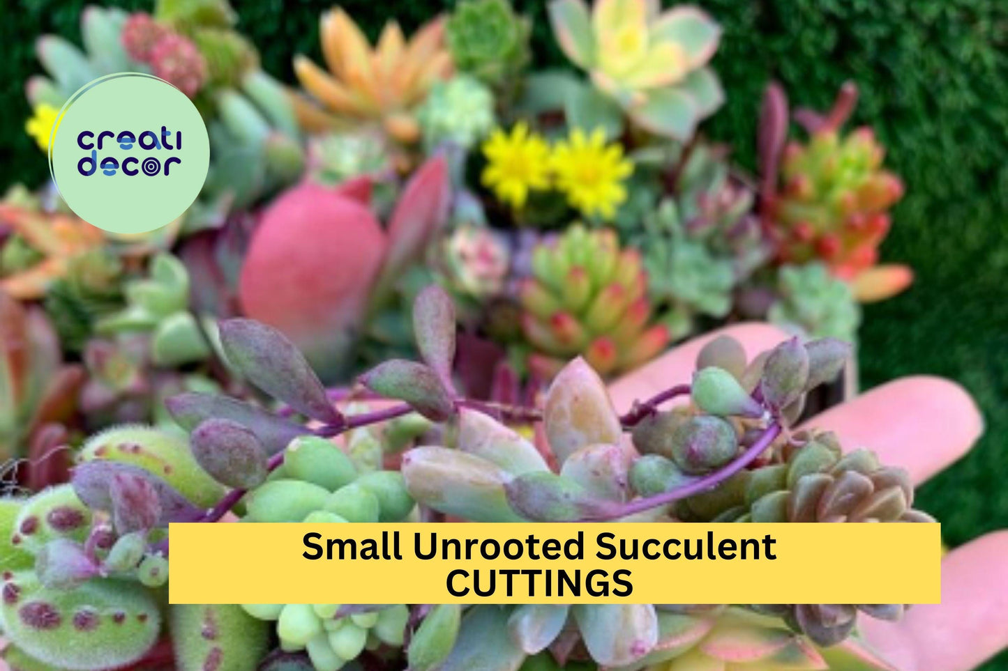 10 Small Succulent Cuttings – Unrooted Mixed Varieties for DIY Pots, Fairy Gardens, or Gifts – Easy to Grow & Low Maintenance – USA