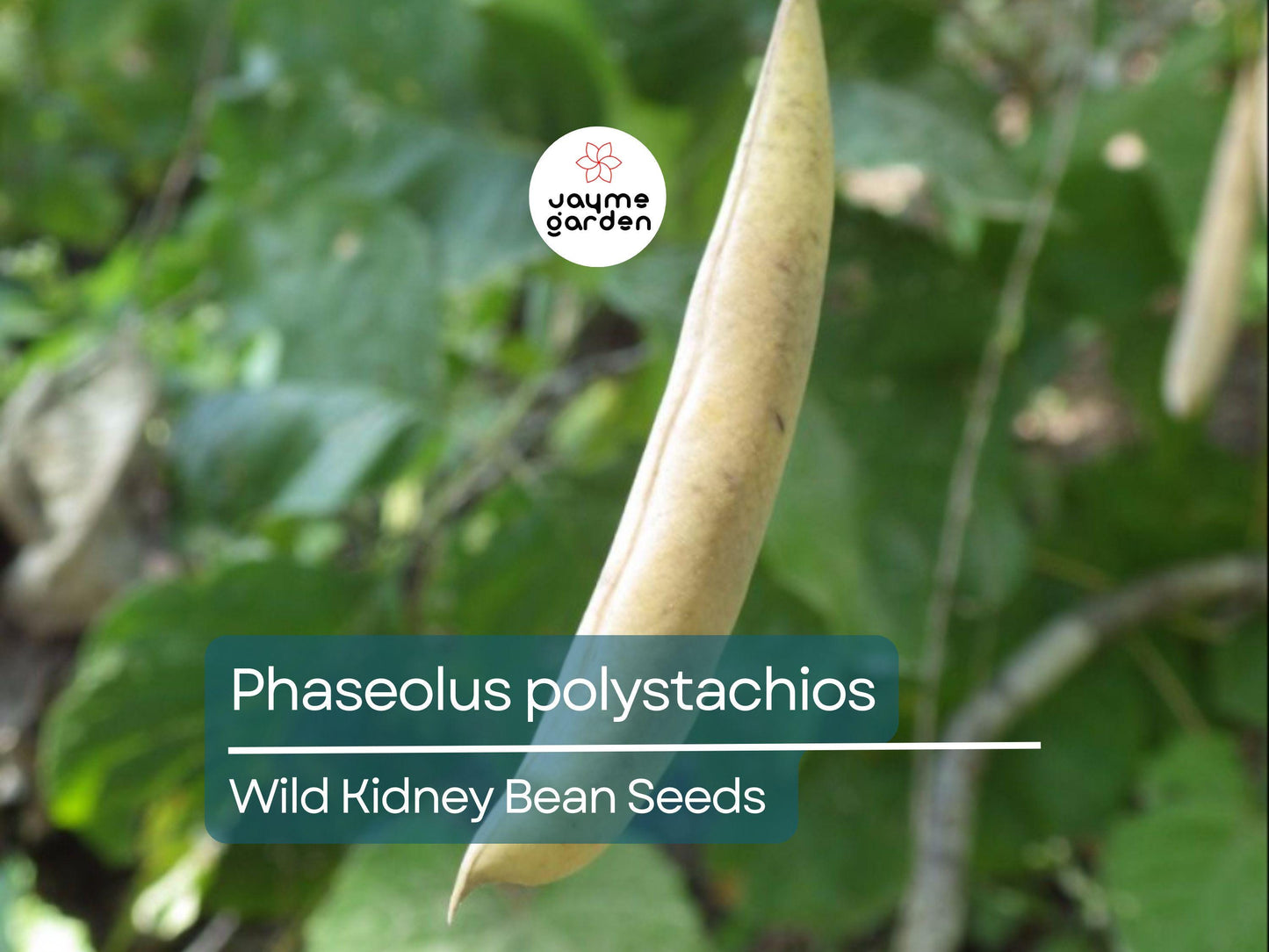 5 Seeds Phaseolus Polystachios | Wild Kidney Bean for Planting | Edible Native Perennial Climbing Vine Drought-Tolerant Pollinator-Friendly