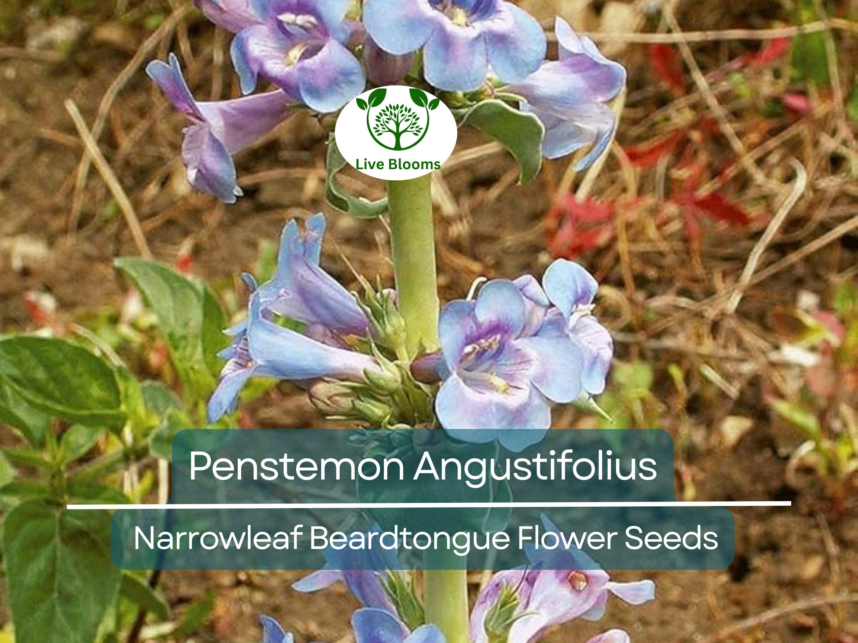 100 mg Seeds Penstemon Angustifolius (Narrowleaf Beardtongue) for Planting | Native Perennial Wildflower for Pollinator Gardens