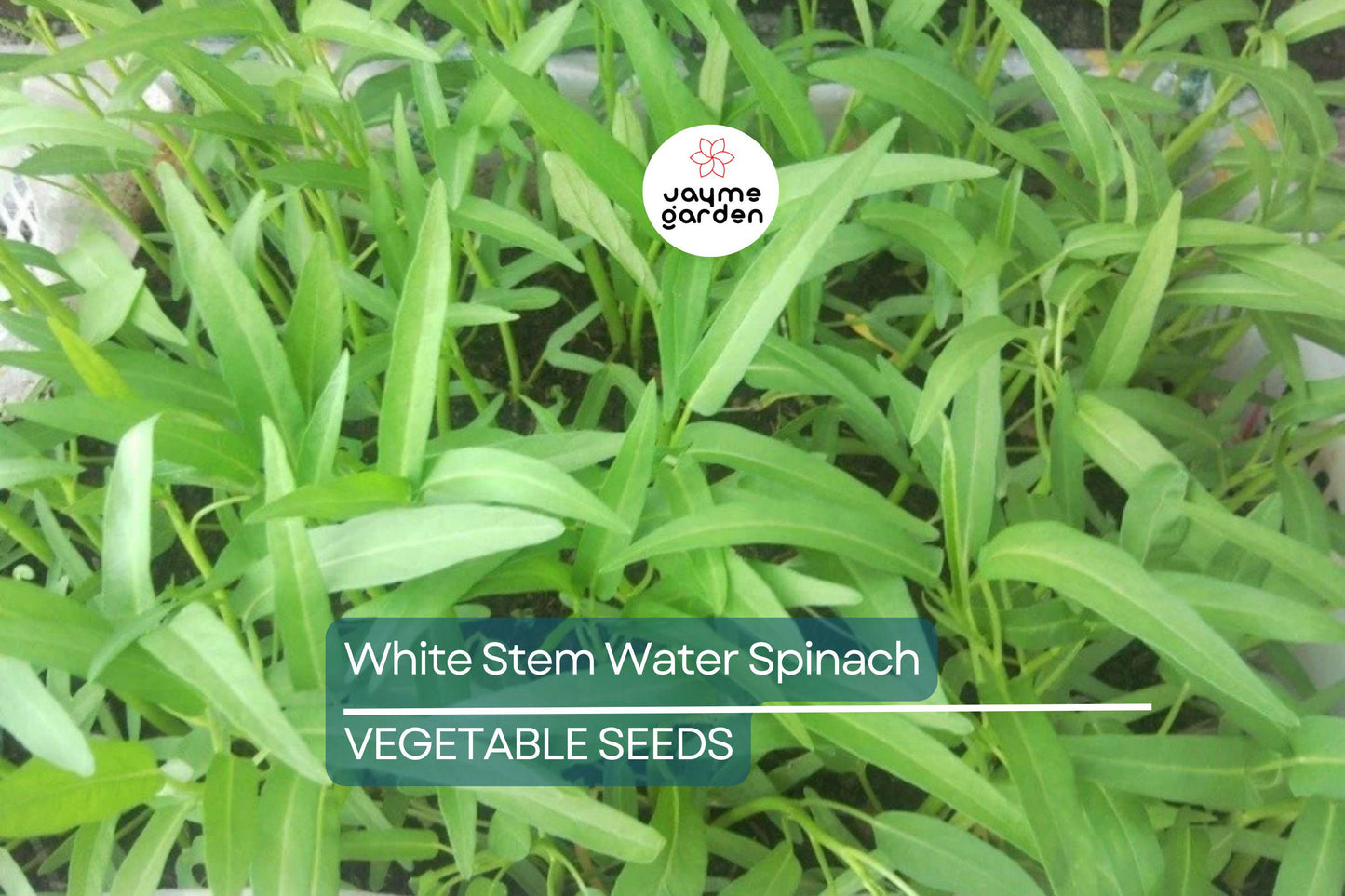 50+ White Stem Water Spinach Seeds - Ong Choy, Kong Xin Cai, Rau Muống Trắng, Fast-Grow, Rich in Vitamins, USA Seller, Fresh Seeds