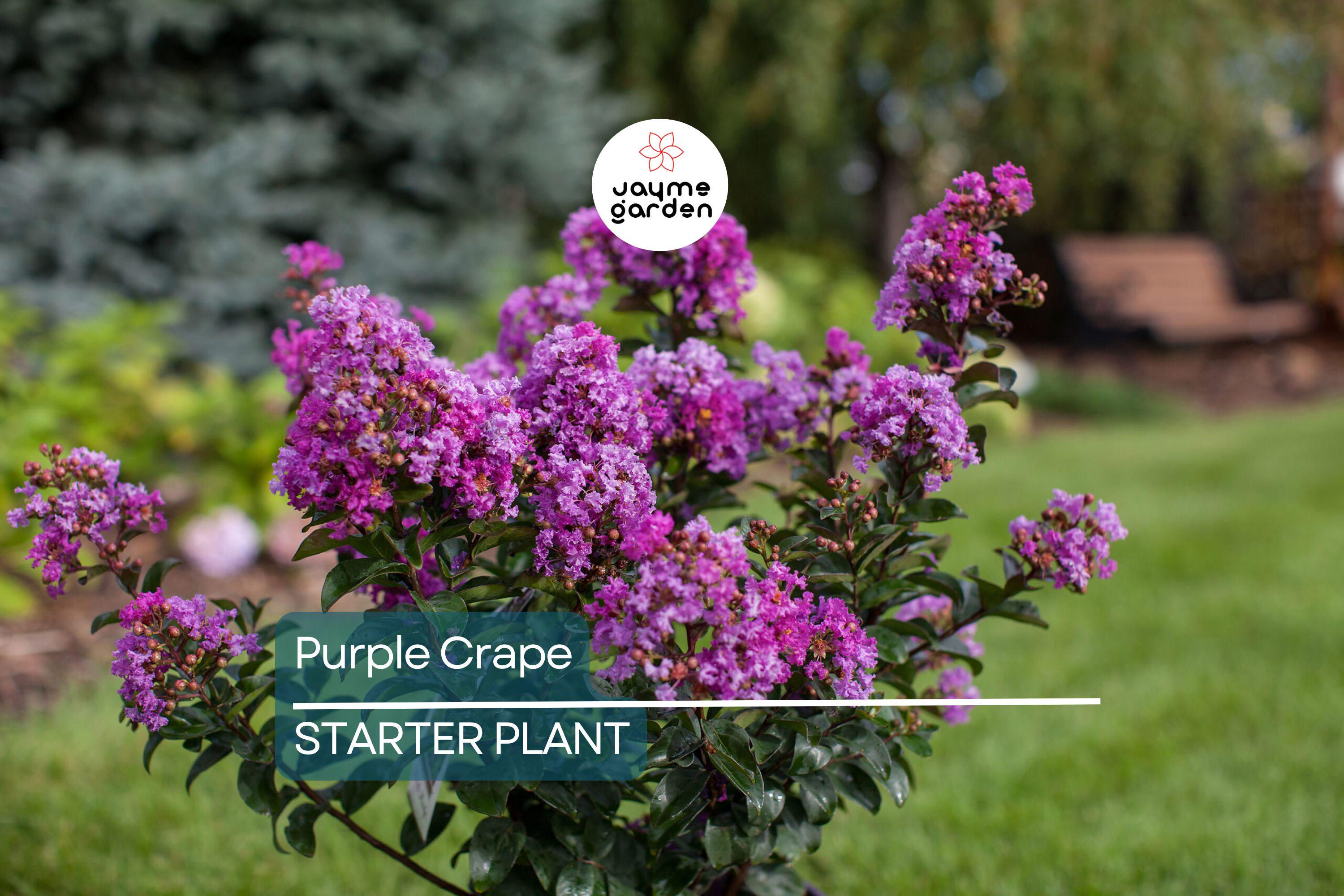 2 LIVE Purple Crape Myrtle Plants 2+ft | Ready to Plant Now | Beautiful Garden Trees, Bare Root