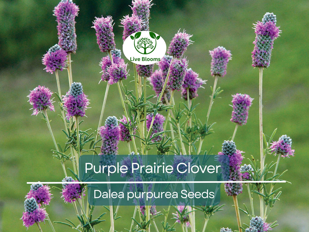 2000 Purple Prairie Clover Seeds – Dalea purpurea, Non-GMO Perennial Legume, Pollinator Plant for Honey Bees, Native Wildflower
