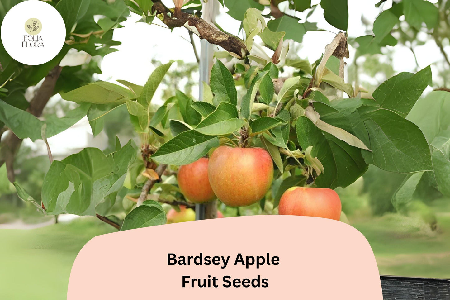 25+ Bardsey Apple Seeds for Planting | Rare Welsh Heirloom Apple Tree | Sweet Lemon-Scented Fruit