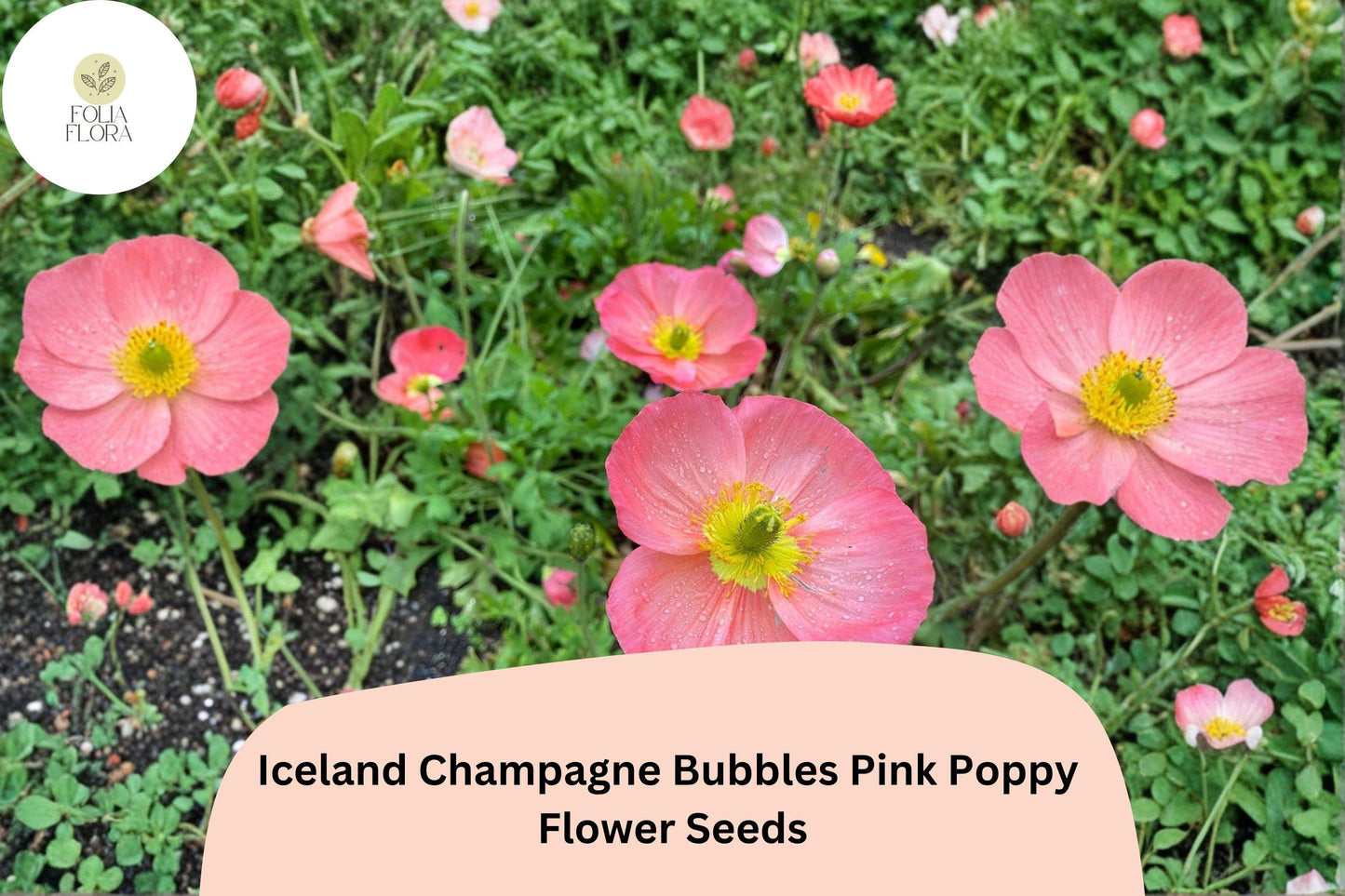 200+ Iceland Champagne Bubbles Pink Poppy Seeds for Garden – Soft Pink Blooms, Easy to Grow Perennial Flowers