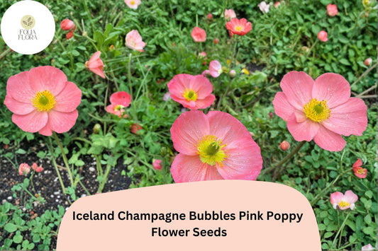 200+ Iceland Champagne Bubbles Pink Poppy Seeds for Garden – Soft Pink Blooms, Easy to Grow Perennial Flowers