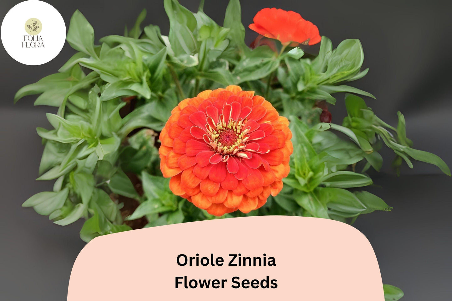 100+ Oriole Zinnia Seeds | Bright Orange-Scarlet Blooms | Easy Annual Garden Planting | Pollinator Friendly Cut Flowers