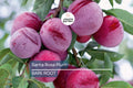 Santa Rosa Plum Tree Live Plant | 2ft Tall Bare Root | Sweet Juicy Fruit | Fast-Growing | Hardy Zones 5-9