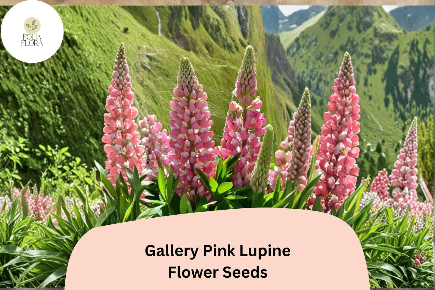 25+ Gallery Pink Lupine Seeds | Lupinus polyphyllus | Compact Perennial Lupine for Cottage & Pollinator Gardens