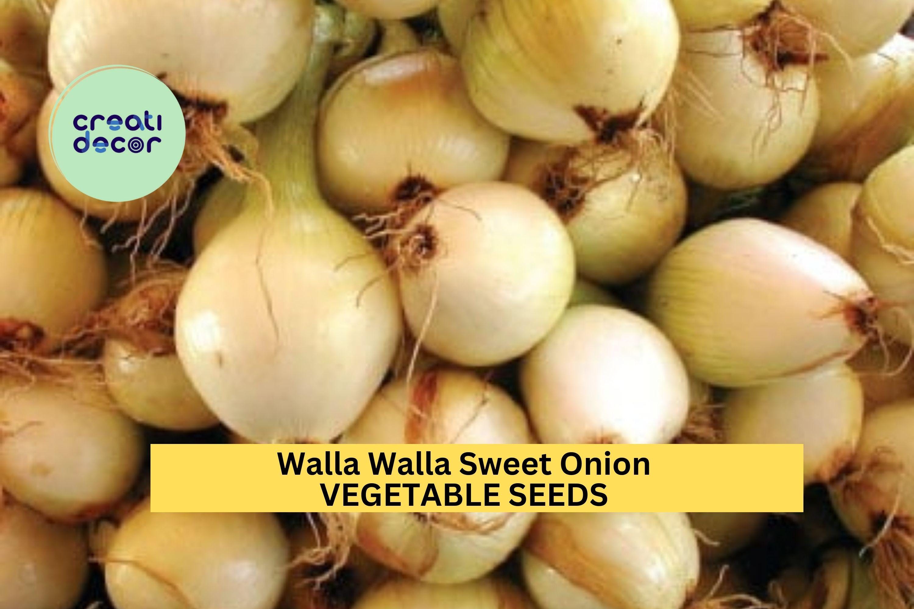 3pcs of 250mg Walla Walla Sweet Onion Seeds – Mild, Juicy Heirloom Vegetable Seeds for Planting – Great for Salads, Grilling & Burgers