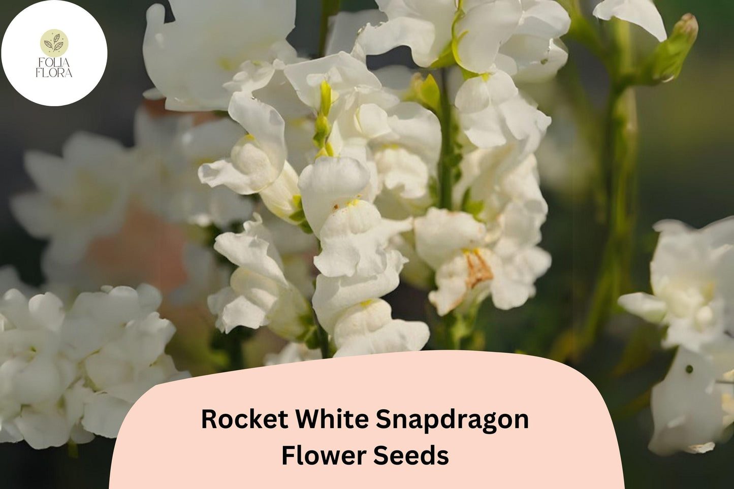 Antirrhinum majus Rocket White Snapdragon Seeds – 1000+ Pure White Blooms for Garden & Cut Flowers
