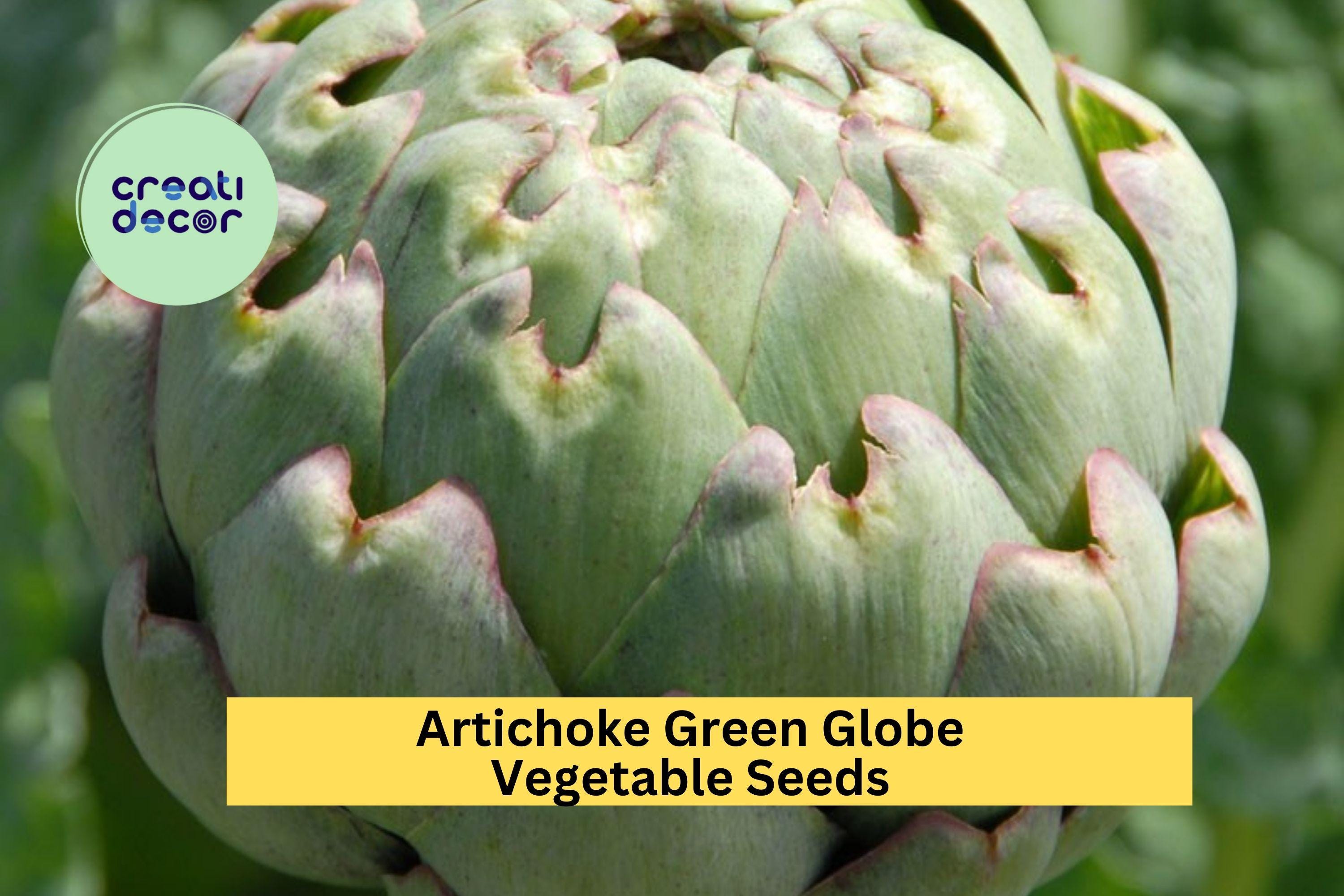 3pcs x 500mg Green Globe Artichoke Seeds – Heirloom Variety for Garden Beds, Containers, or Raised Vegetable Plots Seeds for Planting