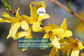 15 Golden Forsythia Gold Cuttings, Hardy Ornamental Bush, Privacy Hedge, Yellow Flowers