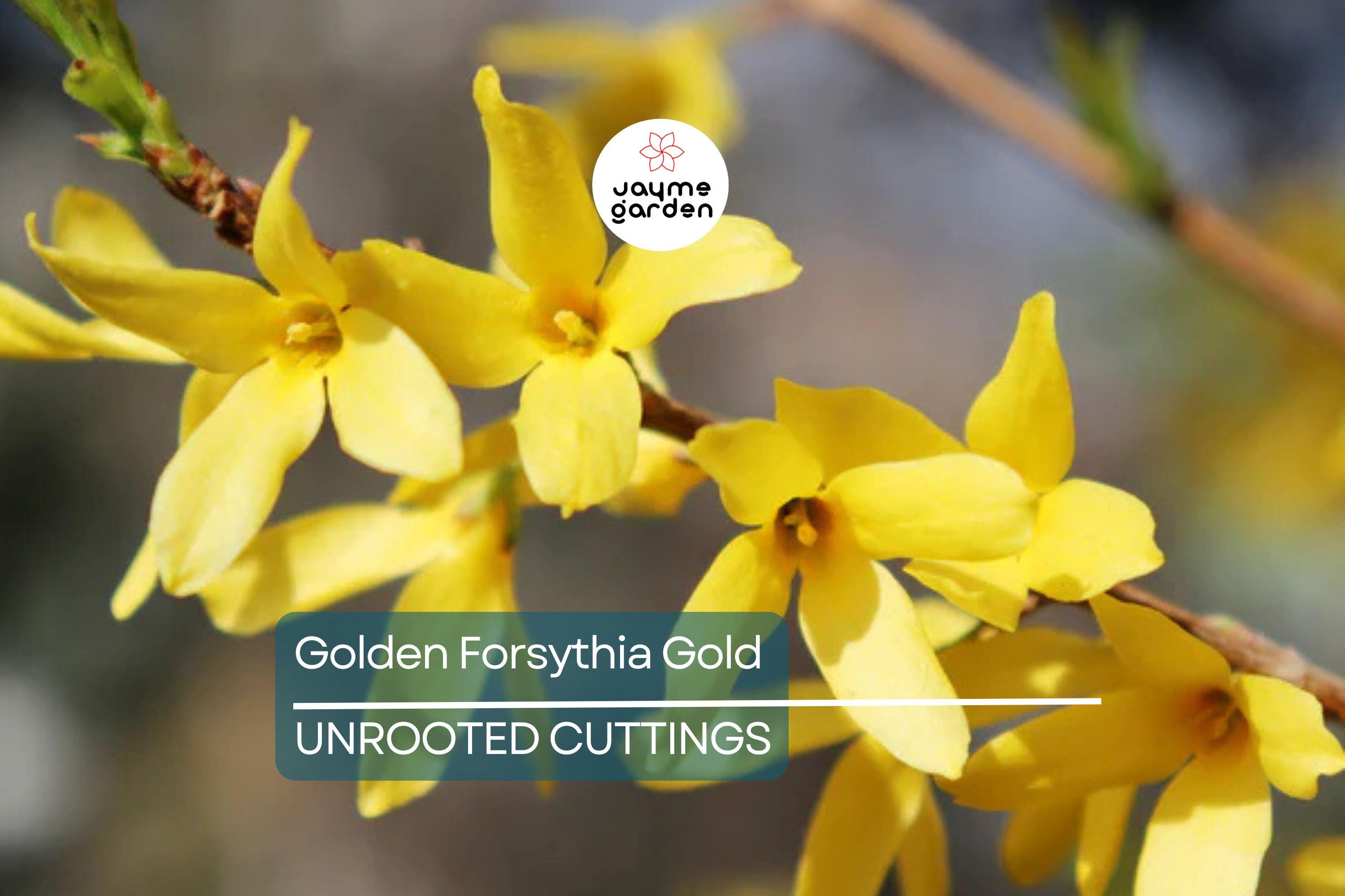 15 Golden Forsythia Gold Cuttings, Hardy Ornamental Bush, Privacy Hedge, Yellow Flowers