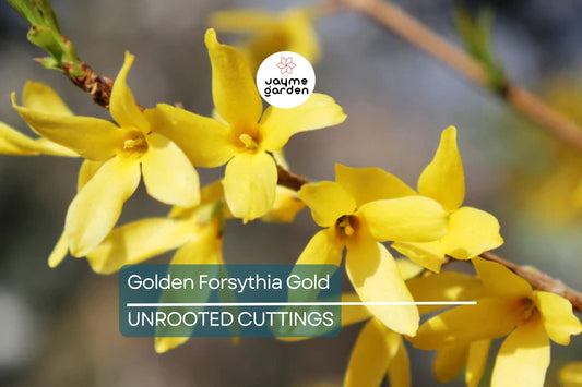 15 Golden Forsythia Gold Cuttings, Hardy Ornamental Bush, Privacy Hedge, Yellow Flowers