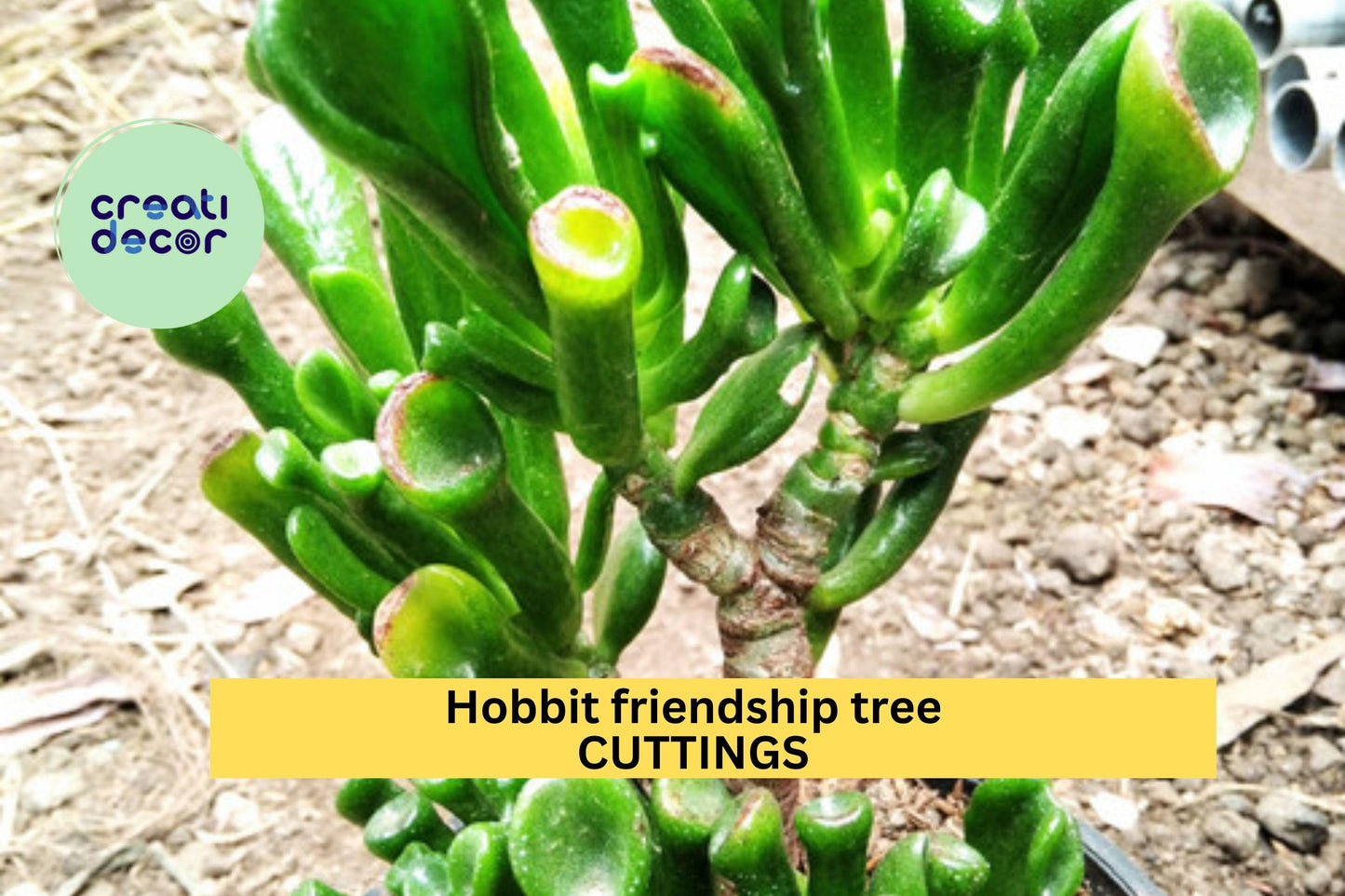 4 Hobbit Jade Plant Cuttings – Crassula ovata ‘Hobbit’ | Unique Curled Leaf Succulent for Pots, Bonsai, or Indoor Decorative Planting