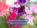 50 Seeds Sweet Pea Heirloom Flower Mix, Lathyrus Fragrant Climbing Vine, Non-GMO, Aromatic Garden Flowers, Easy to Grow