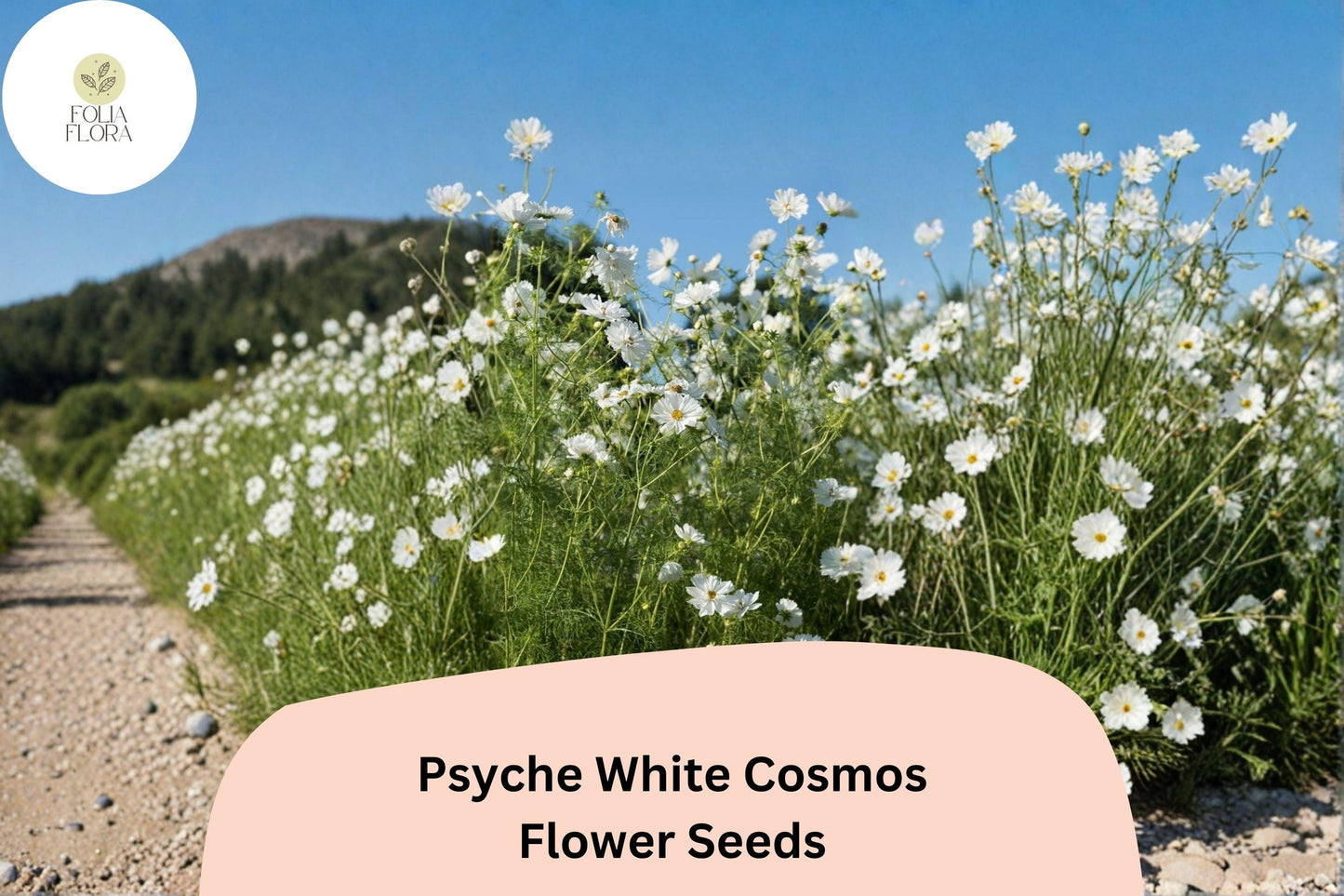 200+ Psyche White Cosmos Seeds | Cosmos Bipinnatus Pure White Blooms | Annual Garden Flower Seeds for Planting