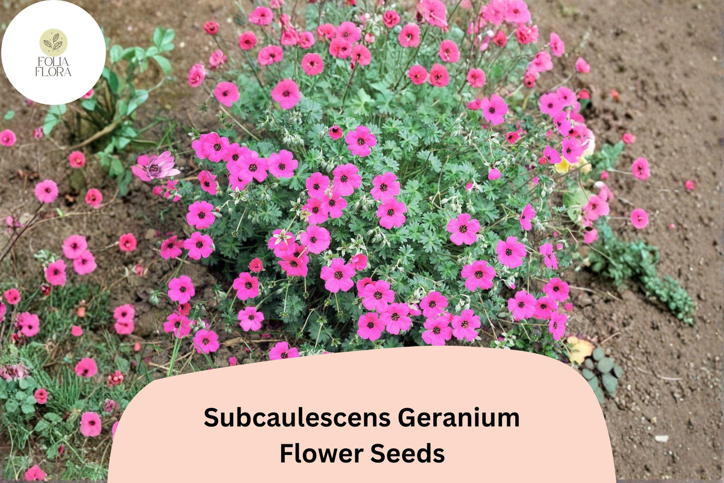 25+ Subcaulescens Geranium Seeds | Hardy Rock Garden Cranesbill | Purple Blooms for Borders & Ground Cover