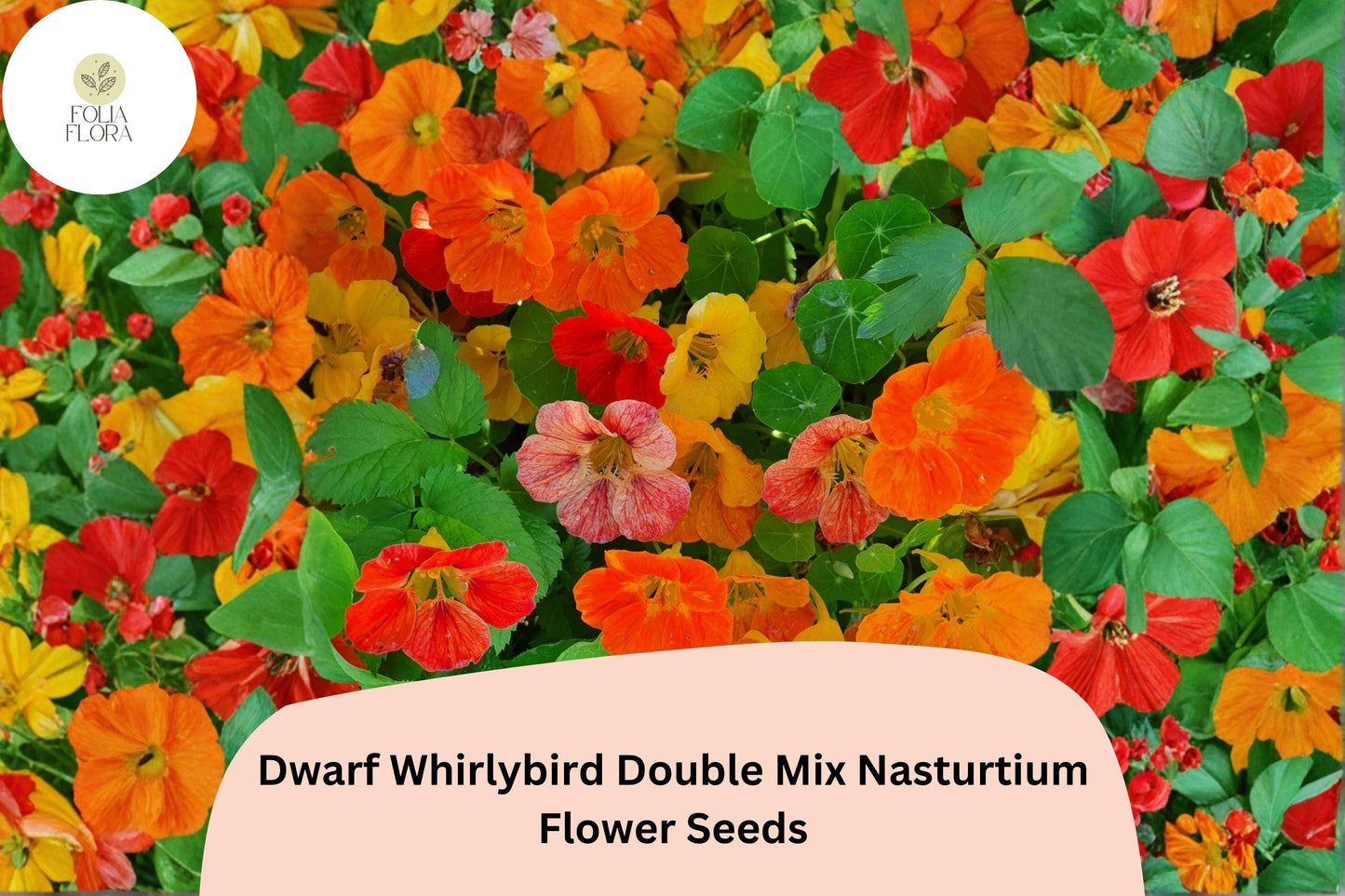 50+ Dwarf Whirlybird Double Mix Nasturtium Seeds | Tropaeolum majus | Compact Double Blooms
