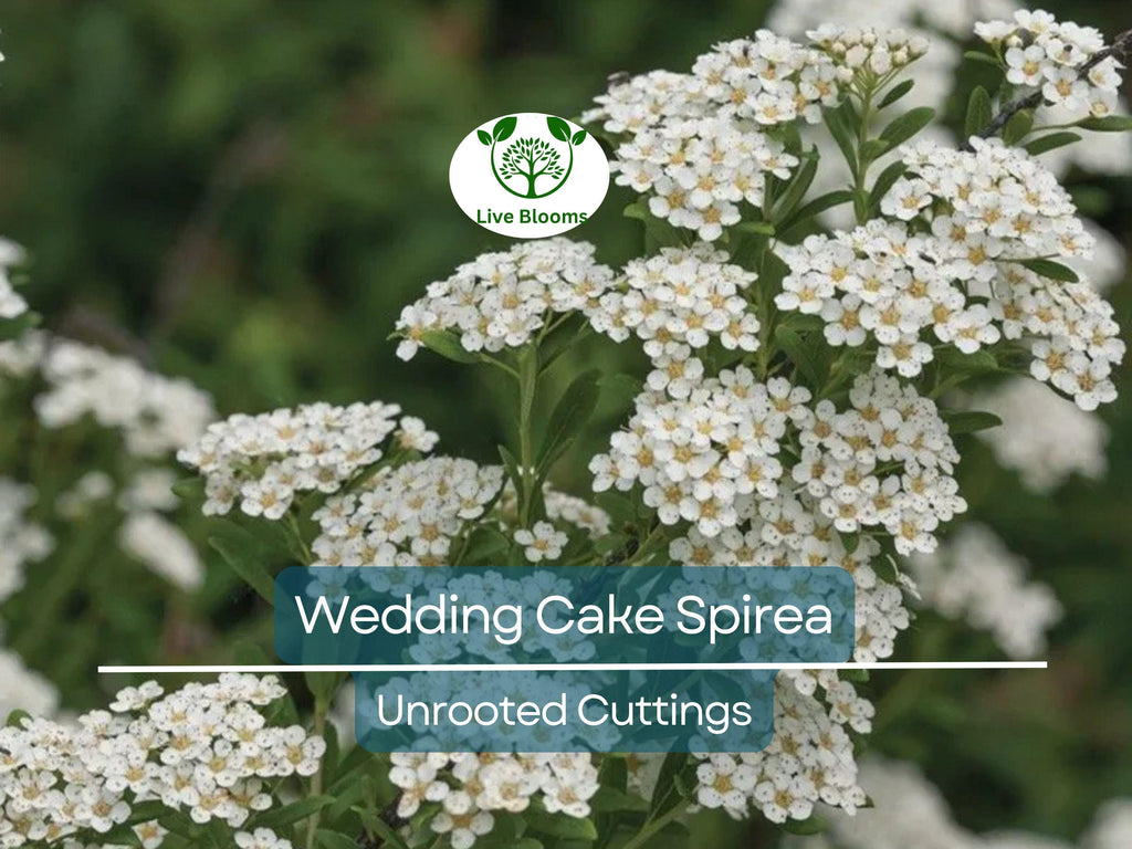 10 White Wedding Cake Spirea Unrooted Cuttings (Spiraea prunifolia) - 6-8 Inches, Ornamental Shrub, Hardy, Ideal for Landscaping & Gardens