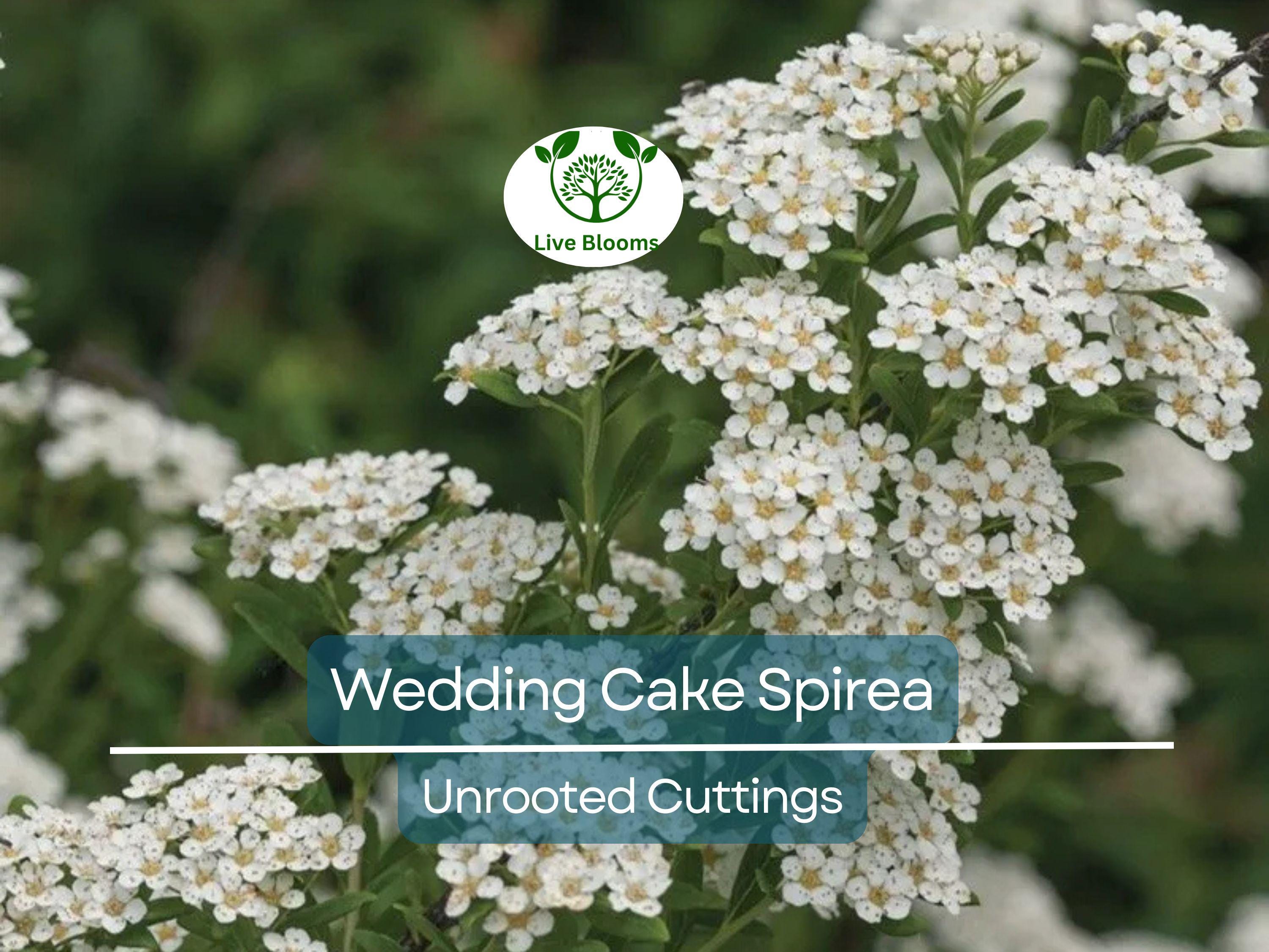 10 White Wedding Cake Spirea Unrooted Cuttings (Spiraea prunifolia) - 6-8 Inches, Ornamental Shrub, Hardy, Ideal for Landscaping & Gardens