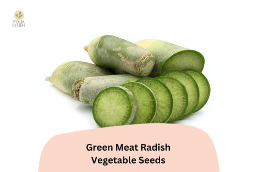 500+ Green Meat Radish Seeds – Heirloom Daikon Variety, Crisp & Mild Flavor