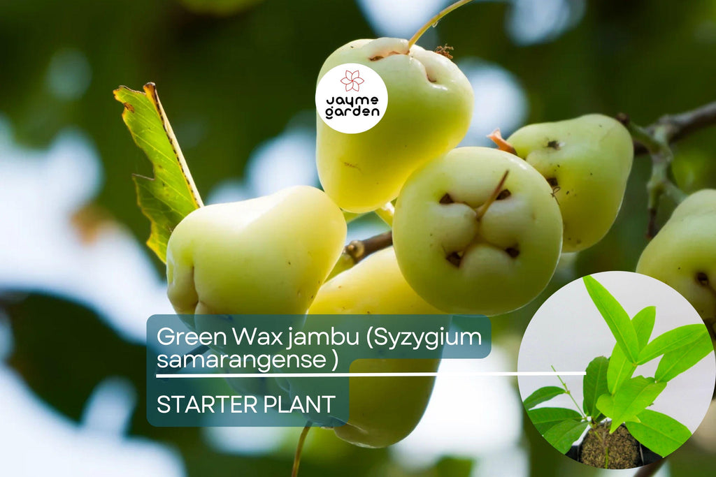 Green Wax Jambu Fruit Tree 12″-24″ - Live Syzygium samarangense | Tropical Sweet & Juicy Bell-Shaped Fruit Tree
