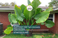 3 Borneo Giant Elephant Ear Seedlings - Alocasia Macrorrhiza - 3-6” Tall, Fast-Growing Tropical Plant