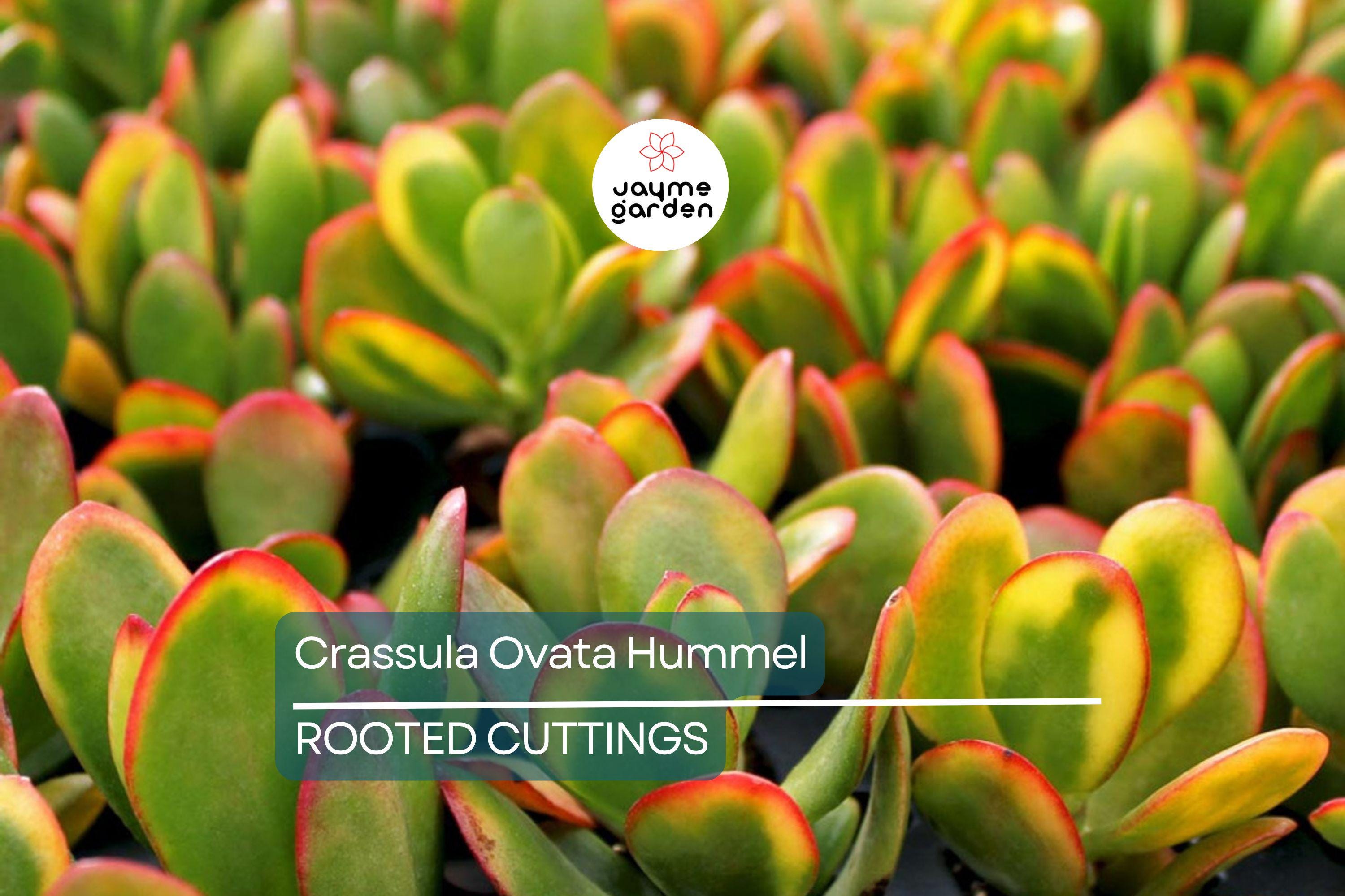 5 Crassula Ovata Hummel’s Sunset Cuttings - Golden Jade Plant Succulent - 3-4" Houseplant Starter