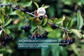 Aronia Black Chokeberry Cuttings - Set of 12 Unrooted, 6-8" Long, Aronia melanocarpa, Ideal for Propagation
