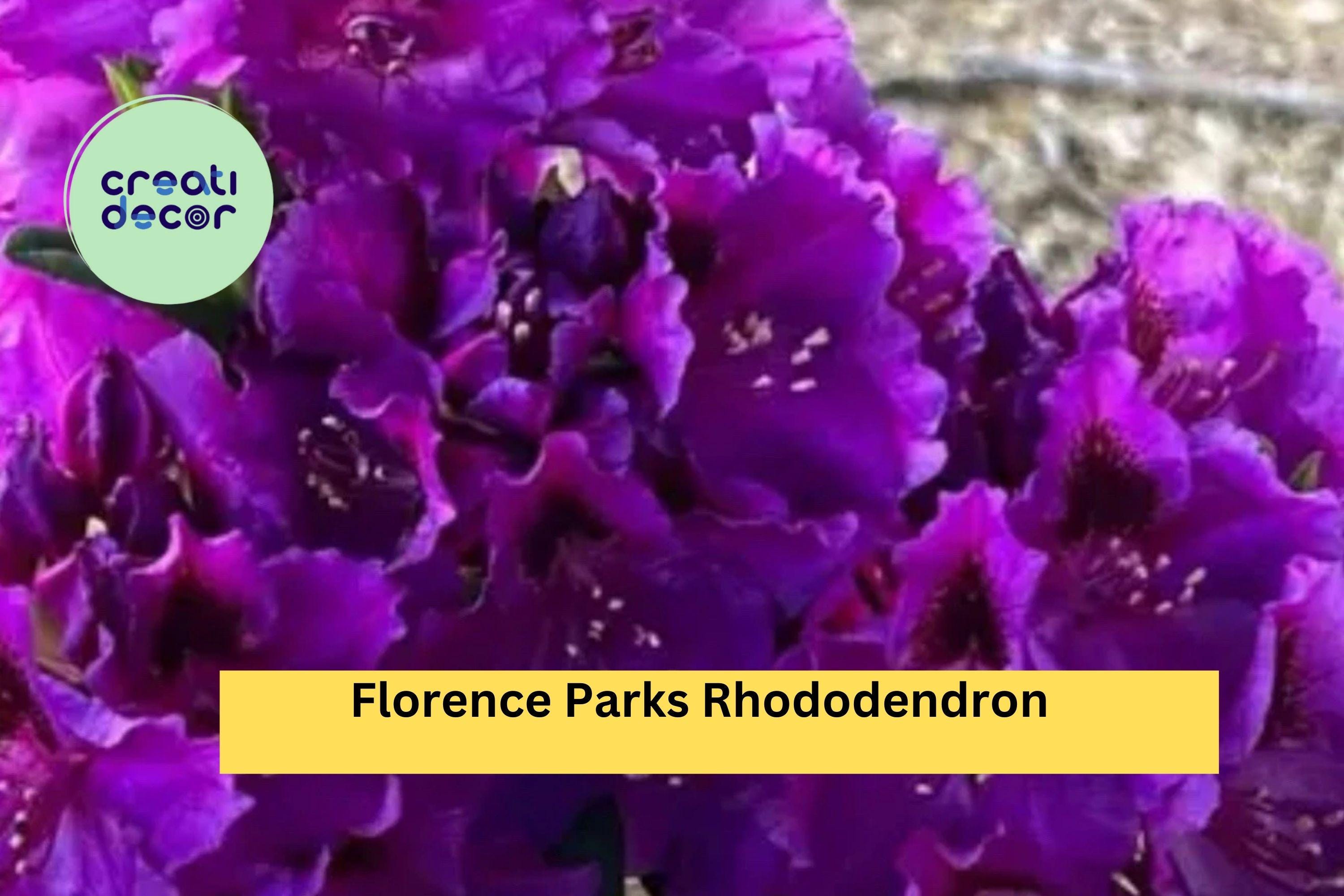 Rhododendron ‘Florence Parks’ | Live Rooted Starter Plant | Evergreen Shrub with Purple Spring Blooms