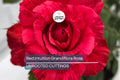 SUPER RARE Red Intuition Grandiflora Rose – 3 Unrooted Cuttings for Rooting or Grafting – Vibrant Blooms, Easy to Grow