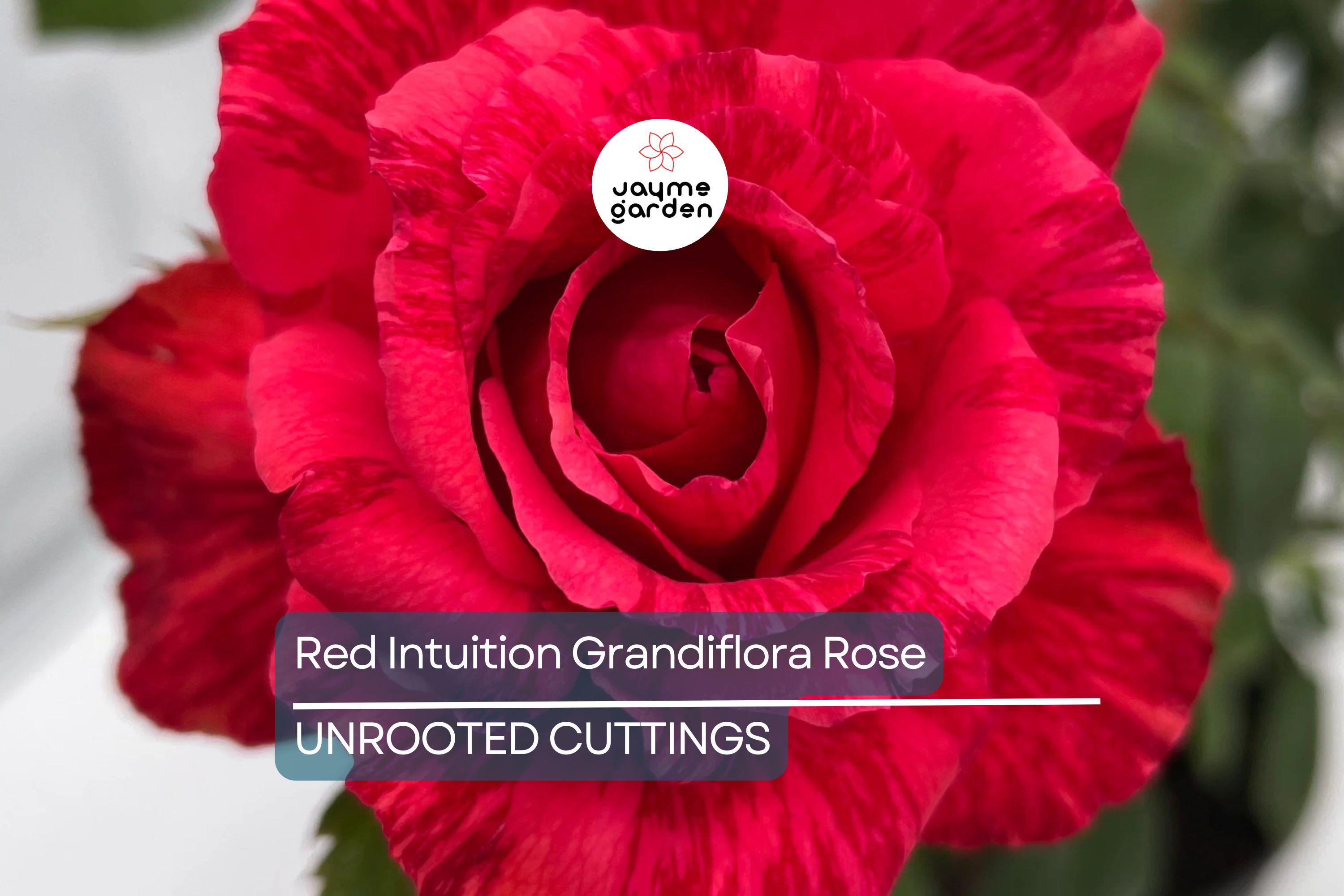 SUPER RARE Red Intuition Grandiflora Rose – 3 Unrooted Cuttings for Rooting or Grafting – Vibrant Blooms, Easy to Grow