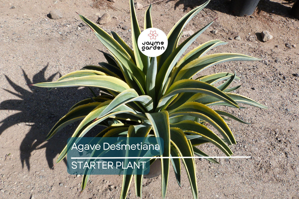 1 Pot Agave Desmetiana - Smooth Variegated Variegata Cactus Succulent - 6-8” Wide, Low-Maintenance Plant