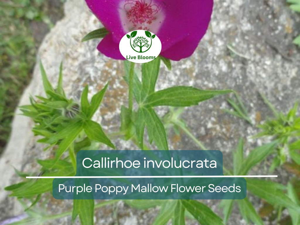 15 Callirhoe Involucrata Purple Poppy Mallow Seeds, Wildflower, Perennial, Native Plant, Drought-Tolerant, Garden, Ground Cover, Landscape