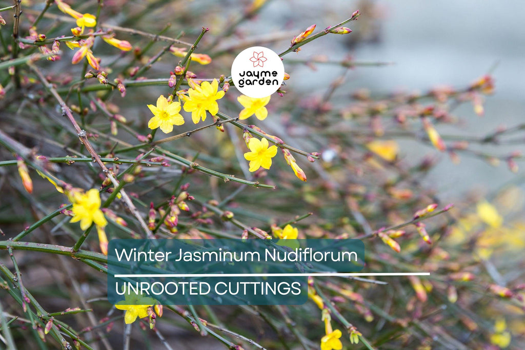 Jasminum Nudiflorum Winter Jasmine Vine, 7+ Fresh Cuttings, Bright Yellow Flowers, January Blooms