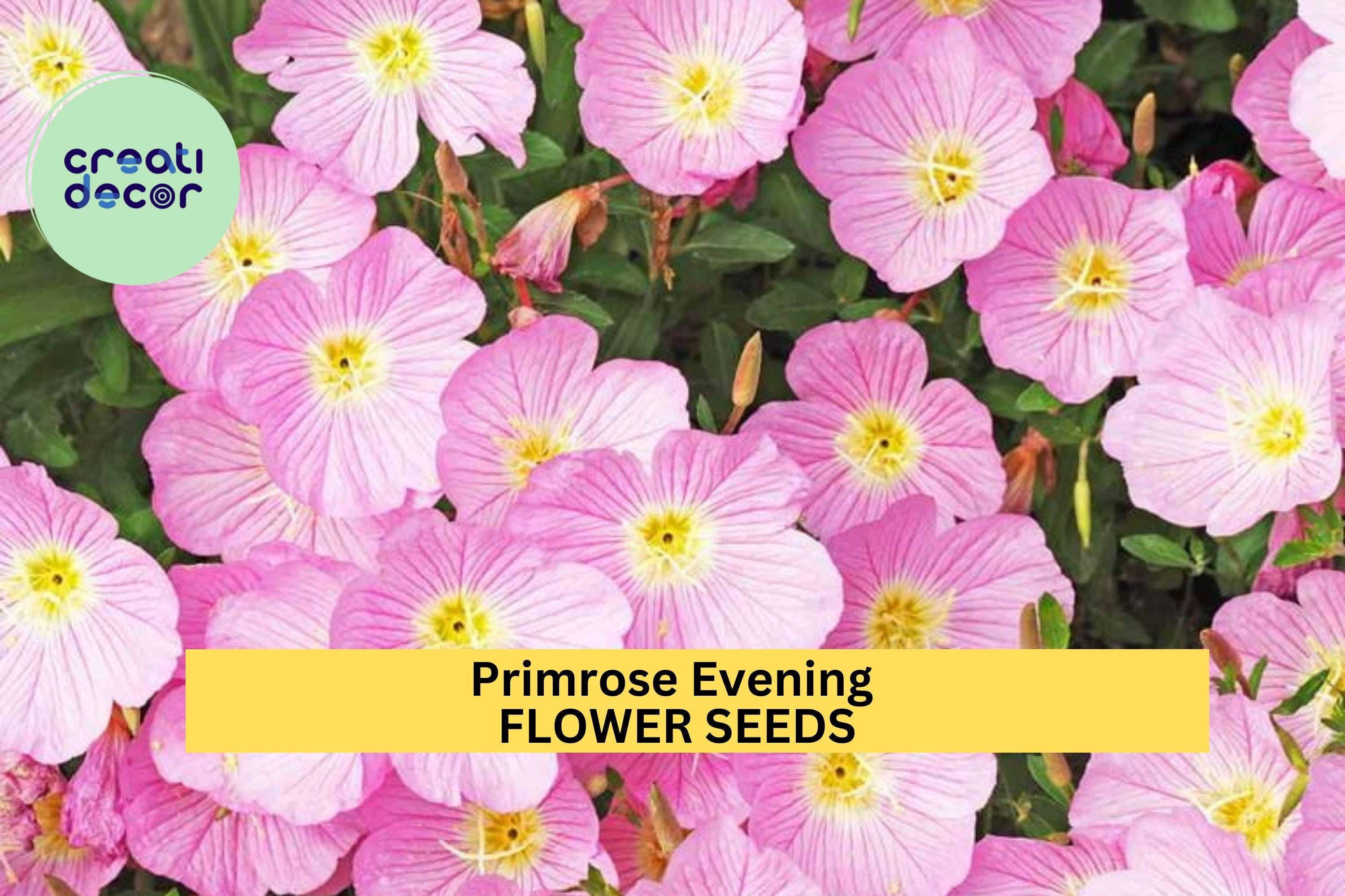 3pcs of 100mg Primrose Evening Seeds – Fragrant Night-Blooming Yellow Flowers for Pollinator & Cottage Gardens Seeds for Planting