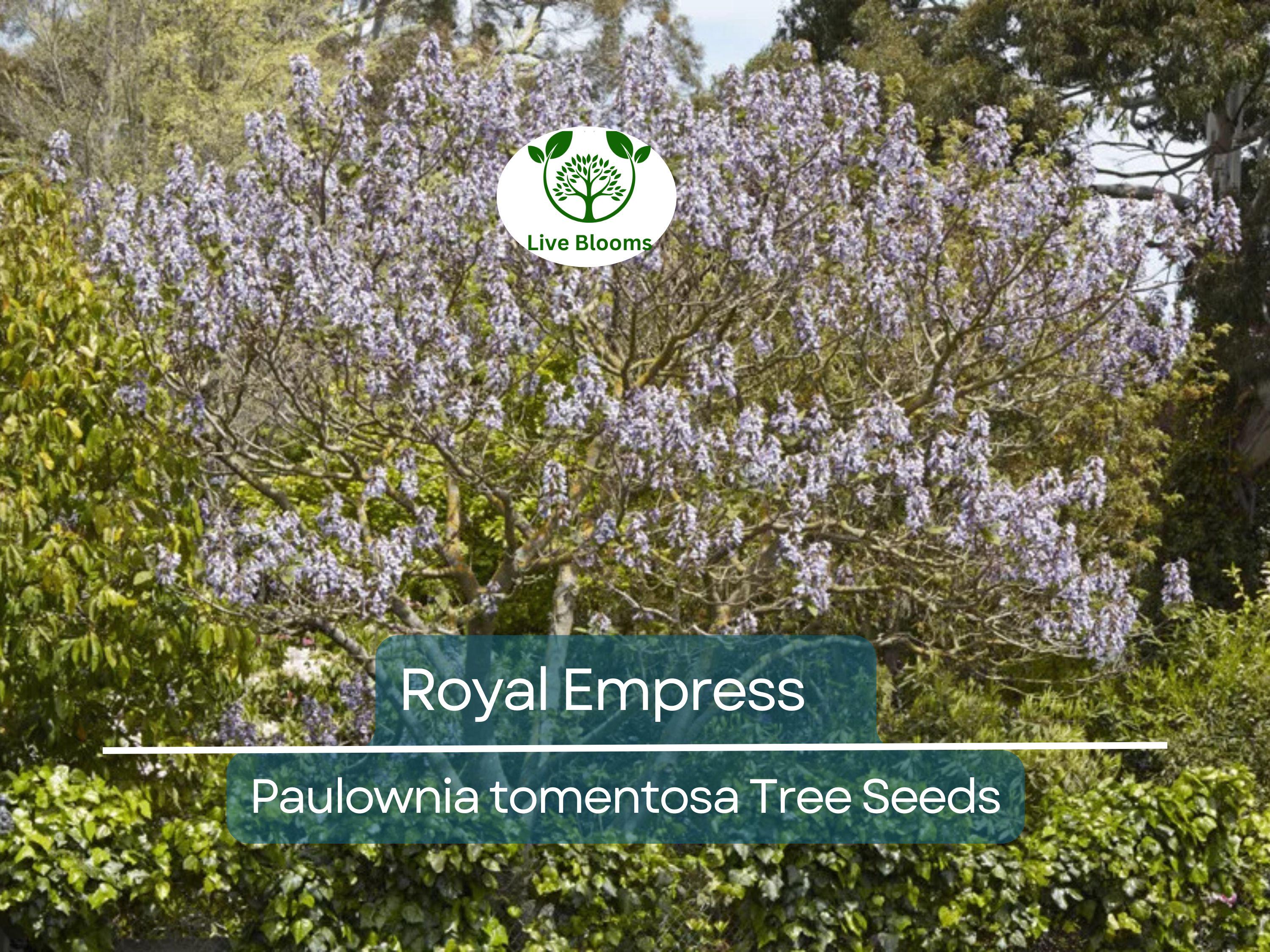 100 Royal Empress Tree Seeds (Paulownia tomentosa), Purple Flowers, Fast-Growing Tree, Decorative Tree, Garden Starter, Landscape Plant
