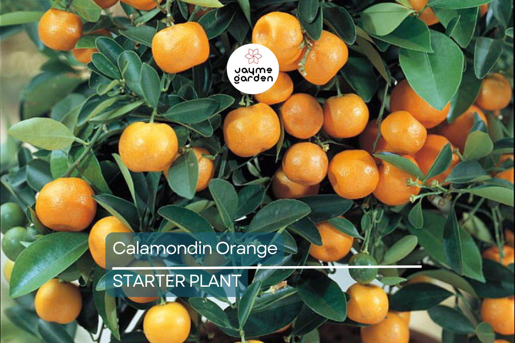 Calamondin Orange Tree Seedling | Self-Pollinating | 4-6" Tall | Potted | Zones 8-11