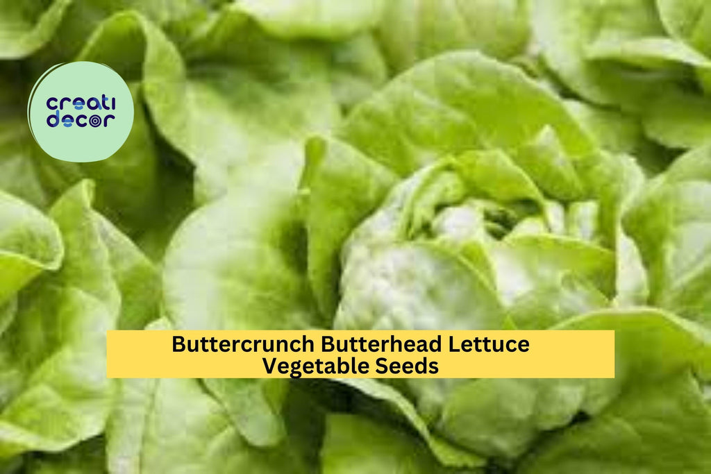 3pcs of 1g Buttercrunch Butterhead Lettuce Seeds – Tender Heirloom Lettuce for Planting in Gardens, Pots, or Raised Beds Seeds for Planting