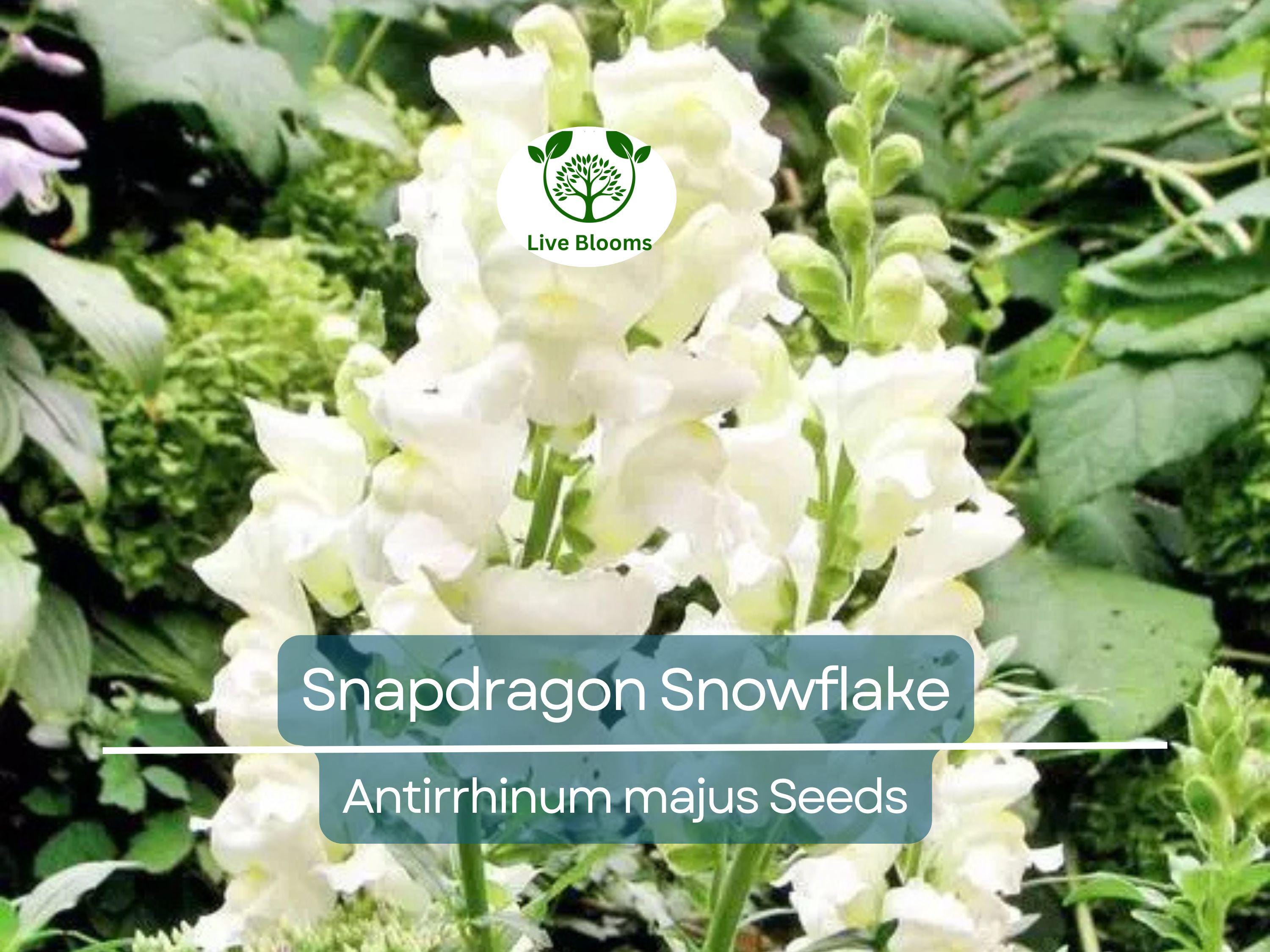 500 Seeds Snapdragon Snowflake, White Blooms Spring-Fall, Non-GMO, Up to 36" Tall, Antirrhinum majus, Easy to Grow