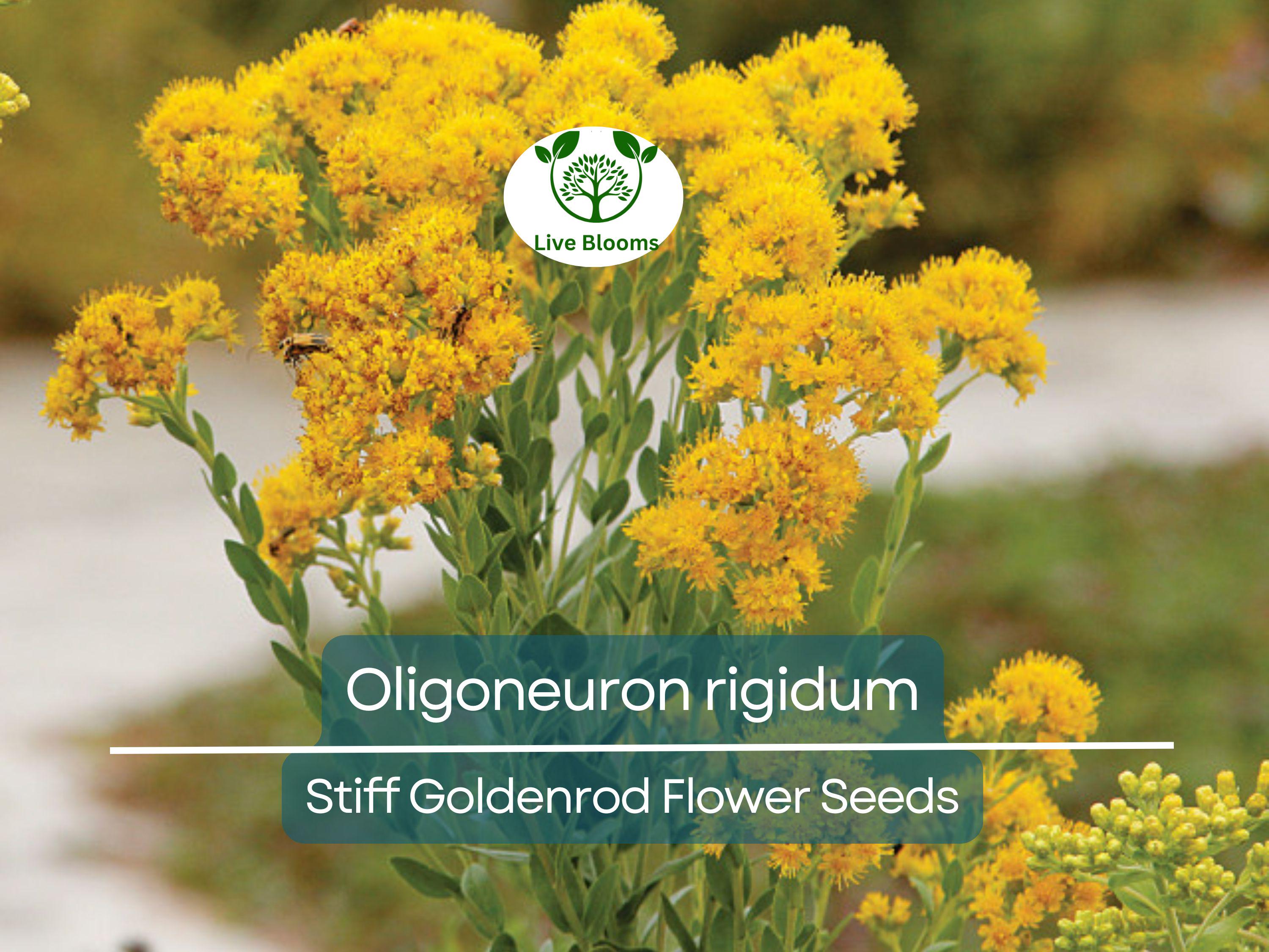 700 Oligoneuron Rigidum Stiff Goldenrod Seeds, Perennial Wildflower, Native, Yellow Blooms, Pollinator-Friendly, Garden, Landscape Plant