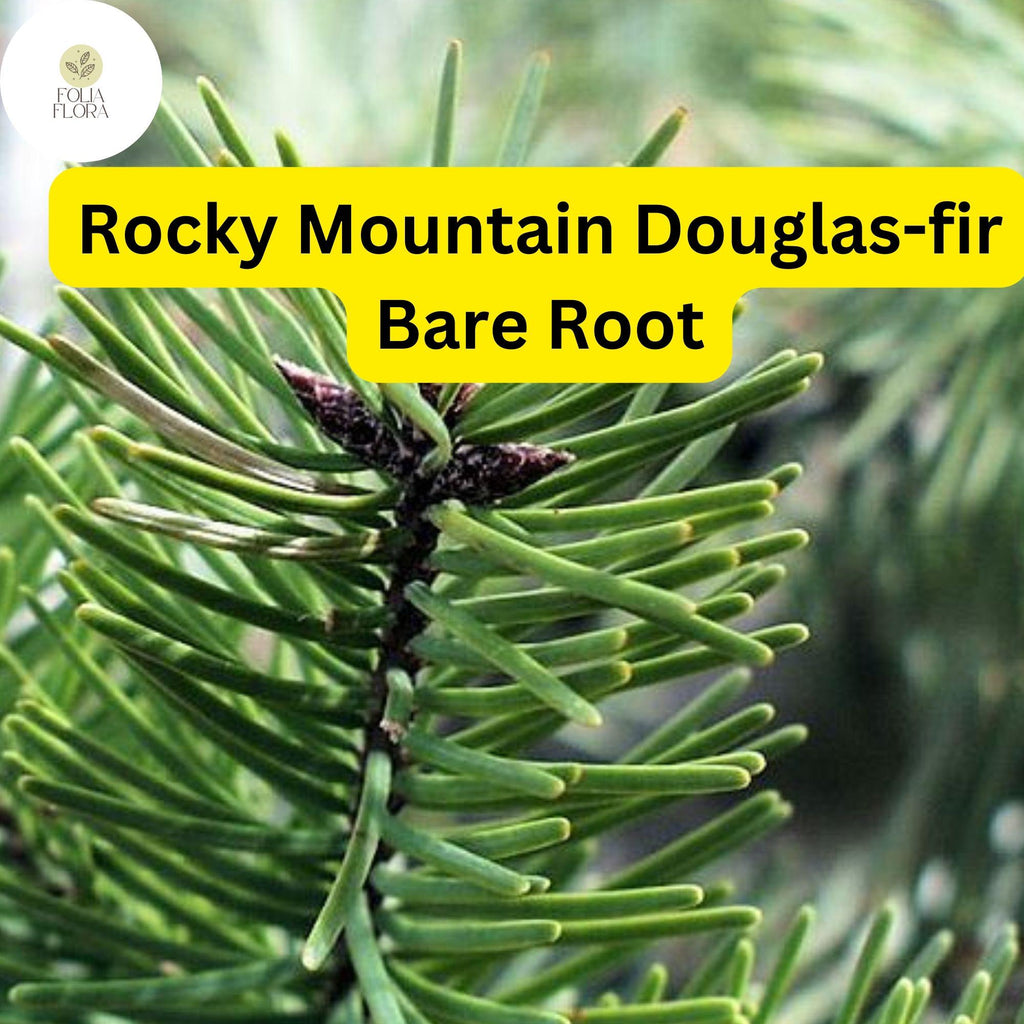 1 Bare Root Live Plant Rocky Mountain Douglas-fir Tree, Pseudotsuga menziesii, Hardy Evergreen for Landscaping