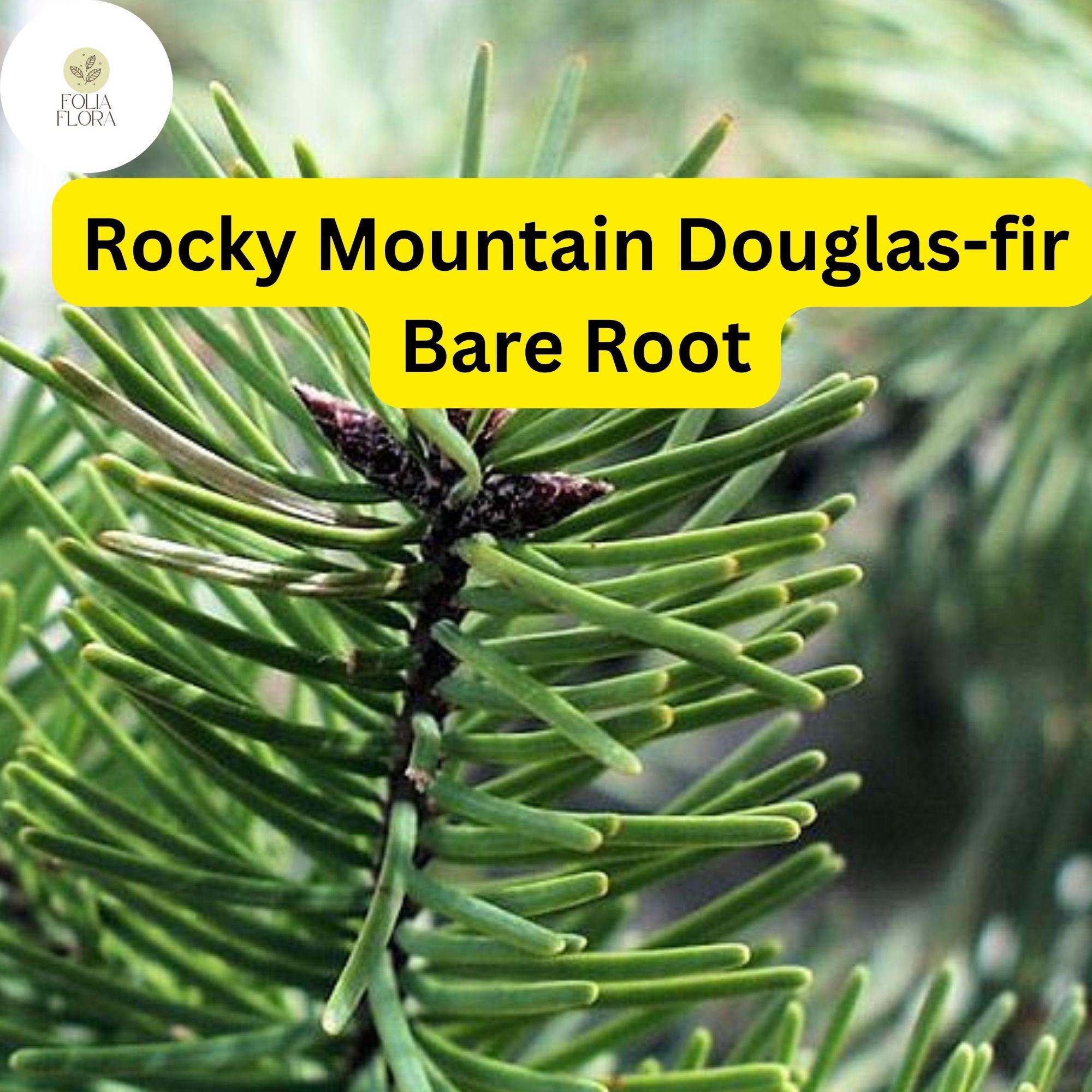 1 Bare Root Live Plant Rocky Mountain Douglas-fir Tree, Pseudotsuga menziesii, Hardy Evergreen for Landscaping