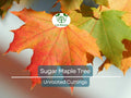 8 Fresh Cut Sugar Maple Tree Unrooted Cuttings - Acer saccharum, Sugar Maple Scions for Grafting, Tree Propagation, Hardy Tree Cuttings