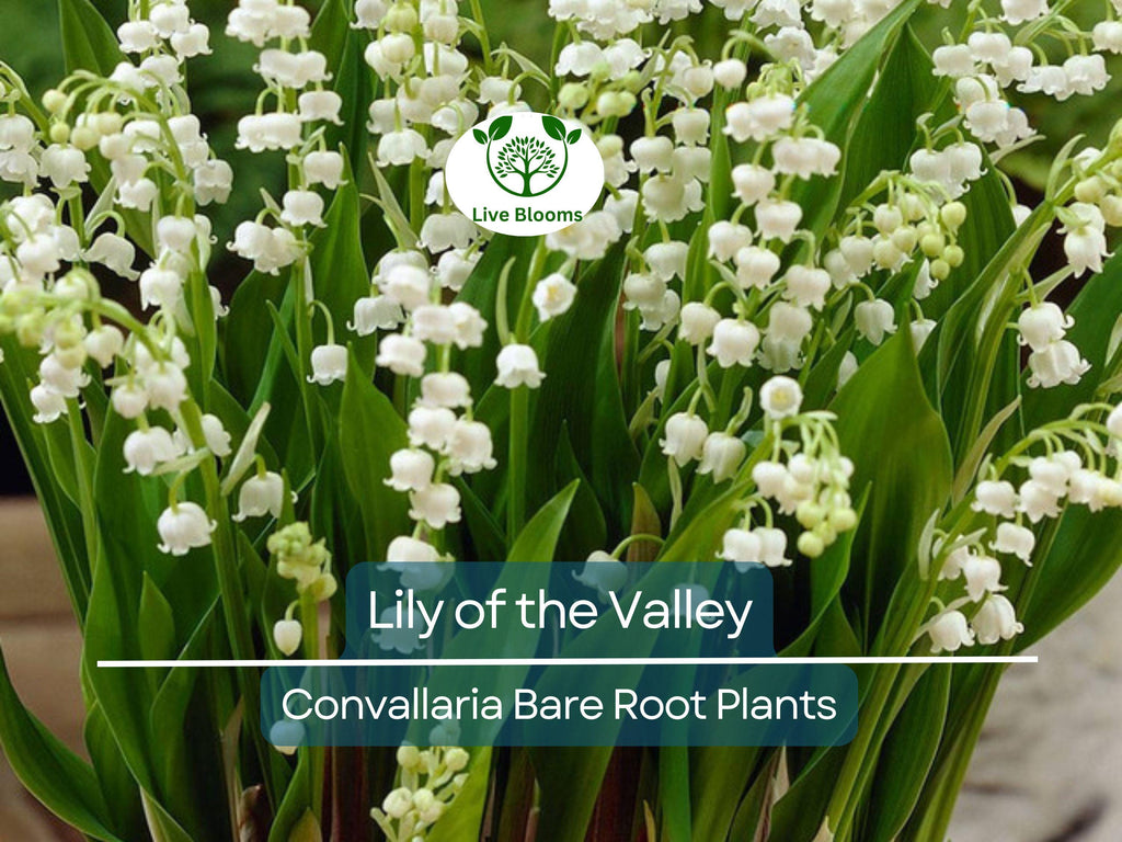 12 Lily of the Valley – Live Bare Root Perennial Plants – Fragrant White Flowers – Shade-Loving Ground Cover