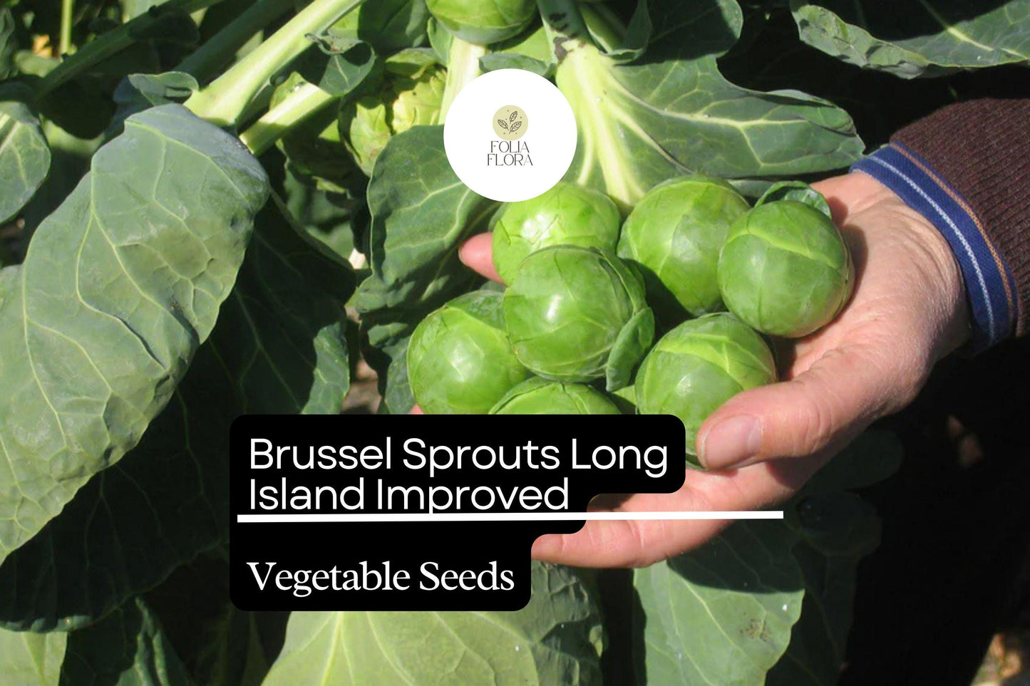 500+ Long Island Brussels Sprouts Seeds – Heirloom, Cold-Hardy Variety for Garden