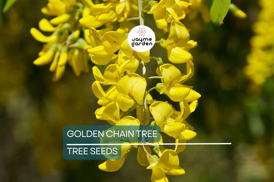 10 Golden Chain Tree Seeds (Laburnum anagyroides) – Wisteria-Like Golden-Yellow Flowers, Fast-Growing, USDA Zones 5-7, Fragrant Blooms
