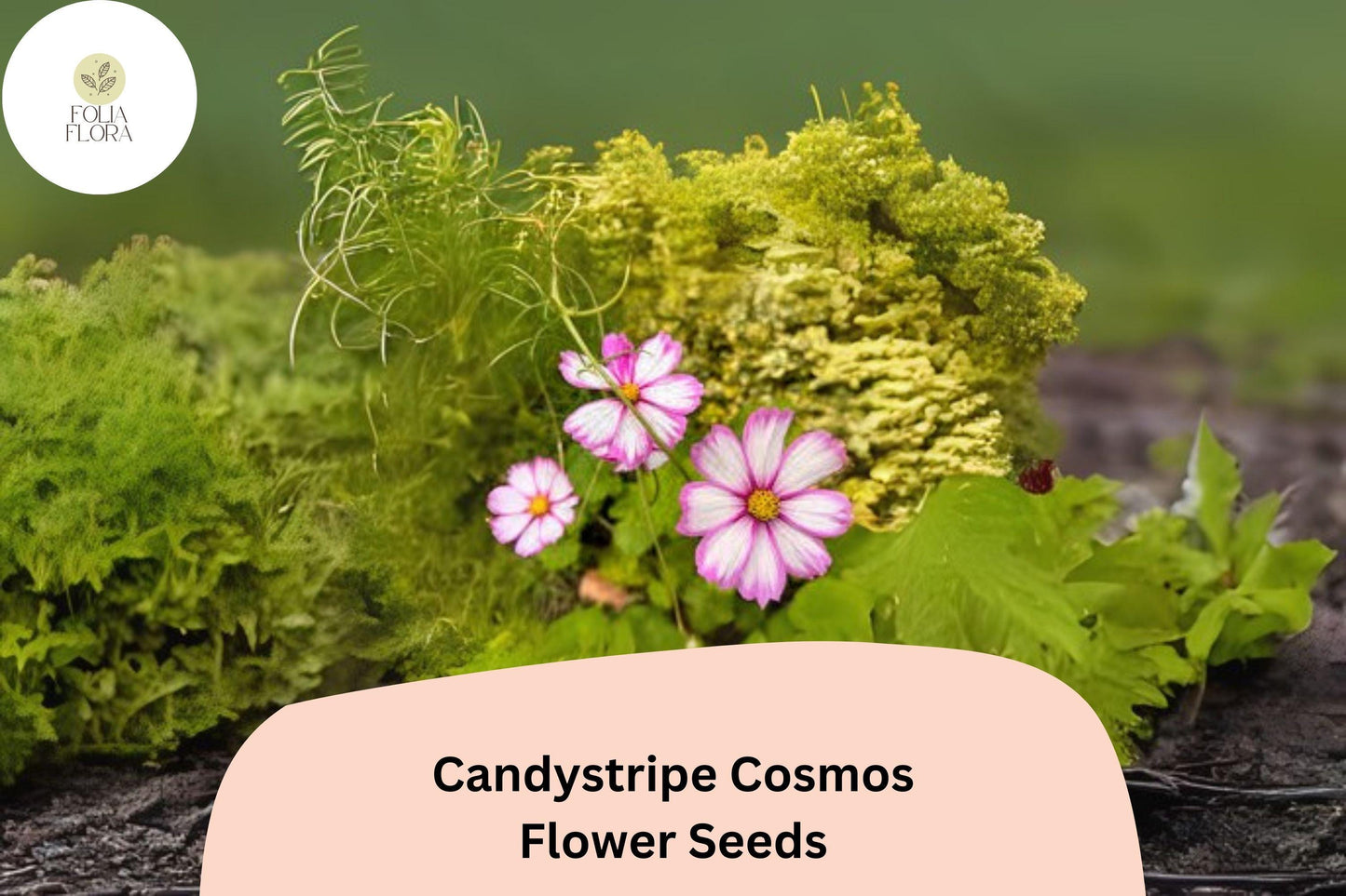 200+ Candystripe Cosmos Seeds | Cosmos Bipinnatus Pink White Bicolor Garden Flowers